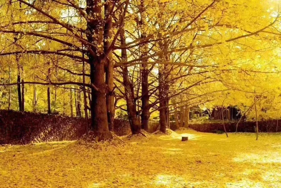 晴友讀中：騰衝銀杏村.昆明.大理.麗江.香格里拉12日