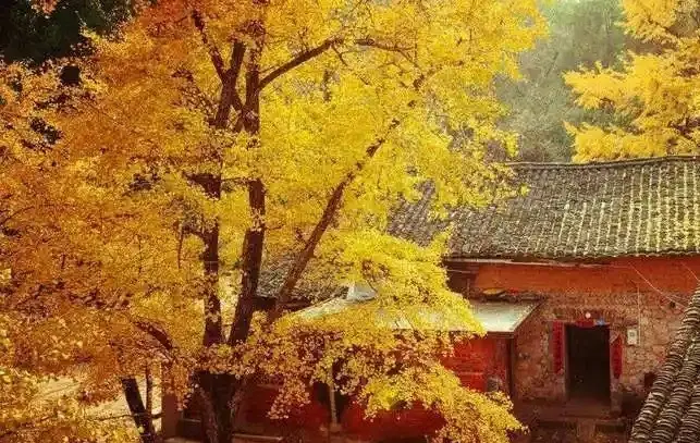 晴友讀中：桂林.陽朔.德天瀑布-海洋鄉銀杏季9日