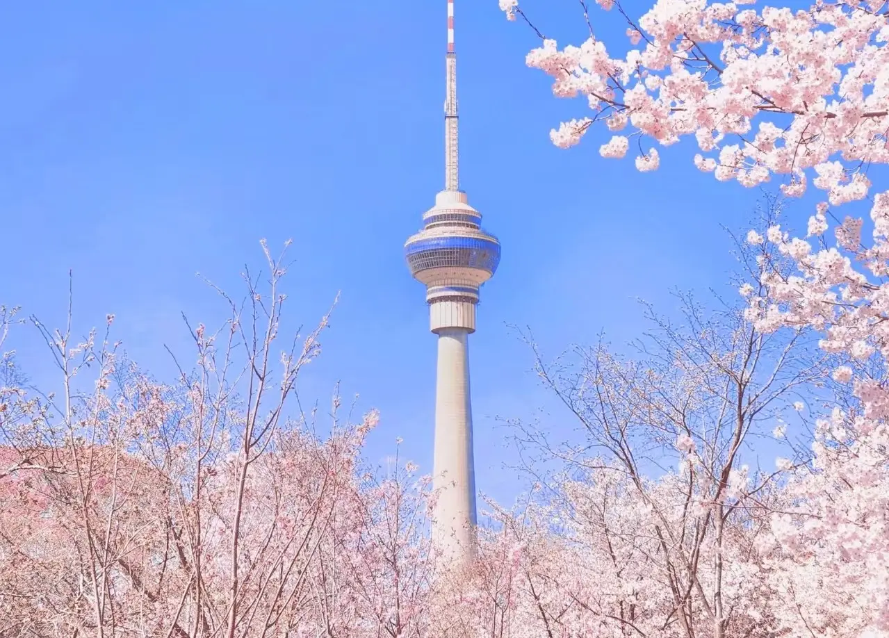 晴友讀中：北京．承德．天津．秦皇島~玉淵潭賞櫻10日